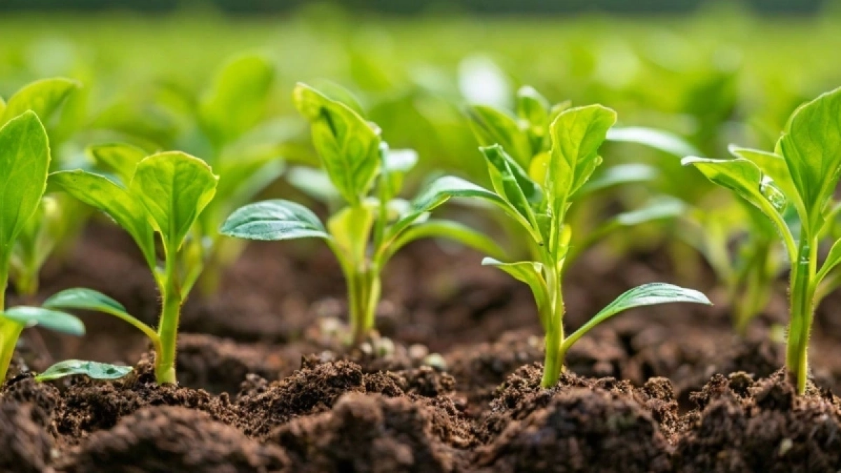 После пикировки рассада только этого и ждет: 5 капель на 1 литр — и корни станут мощными, а стебли — крепкими