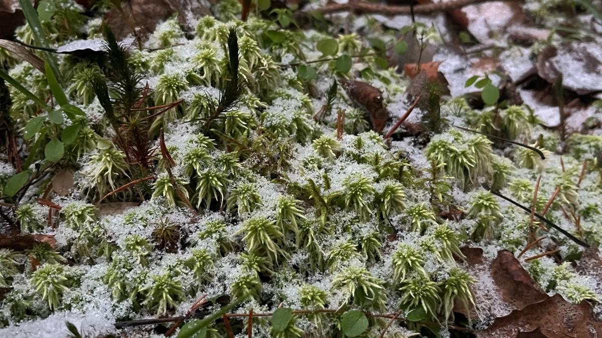 В Иркутской области в 2026 году установят 24 дополнительные видеокамеры для мониторинга лесных возгораний