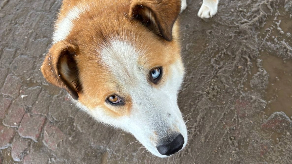 В Иркутской области готовят митинг против закона об эвтаназии бездомных животных