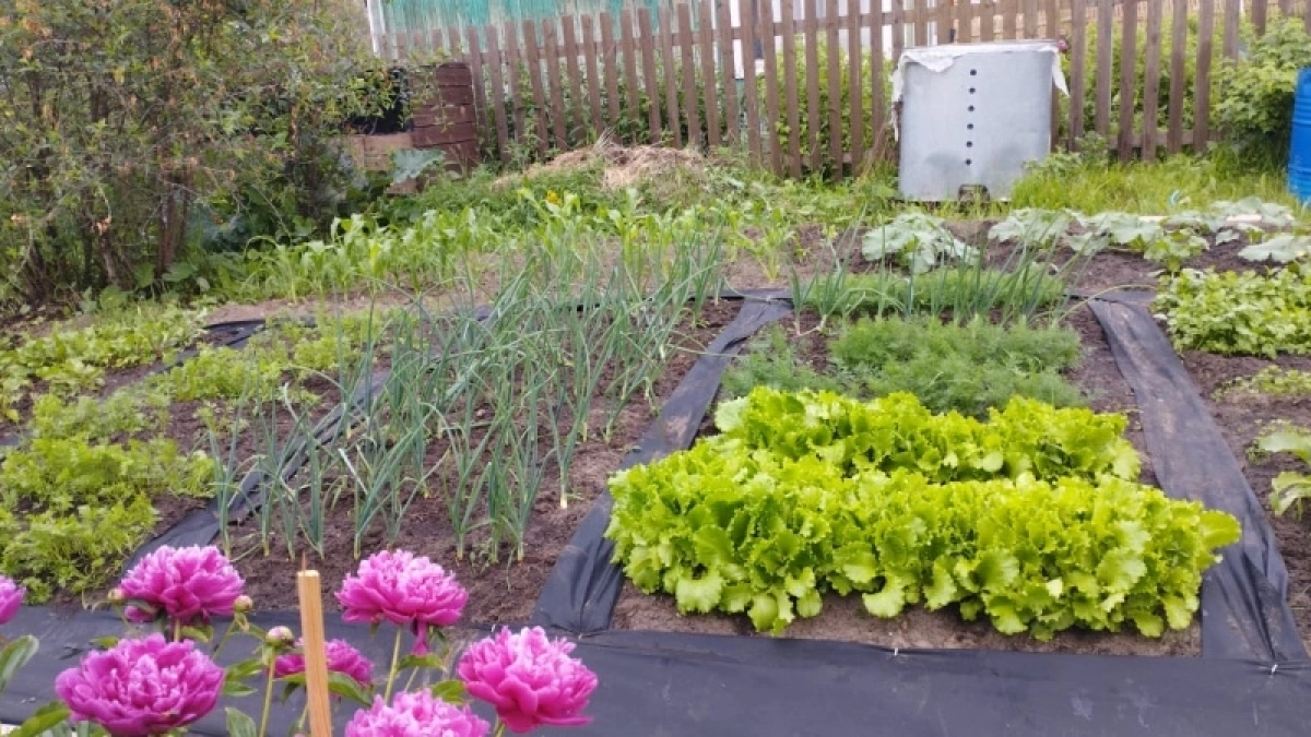 1 кг соли на 5 л кипятка – и сорняков не будет до середины лета: апрельский лайфхак за копейки