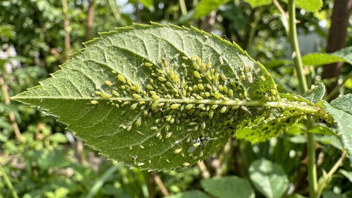 100 мл на 10 л воды — тля исчезнет с участка дружным строем: одной обработки хватит на все лето