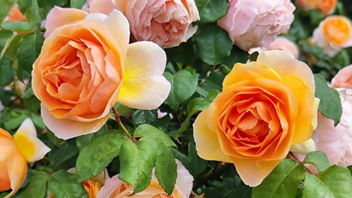 Разводим 1:20 – и поливаем розы: столько бутонов вы еще не видели – цвести будут весь сезон