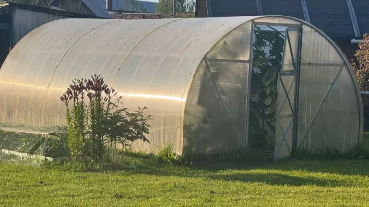 Пленка и поликарбонат давно не в тренде: сейчас все предпочитают для теплиц этот вариант — значительно прочнее и удобнее