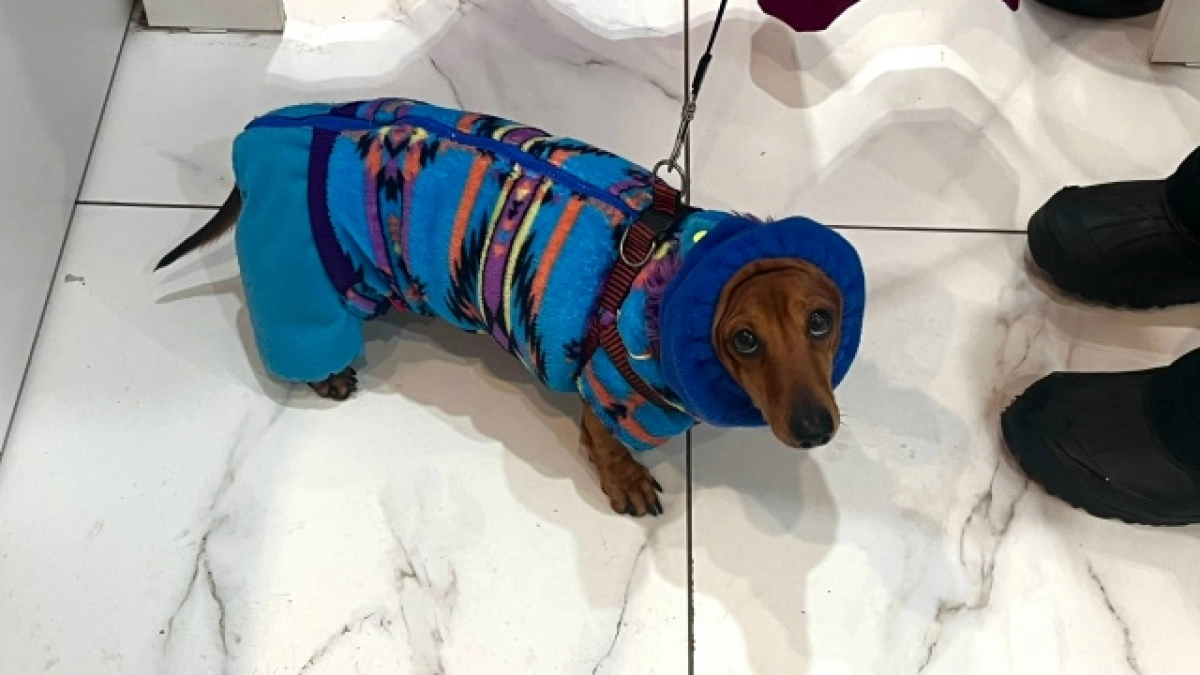 В Иркутской области владельцев домашних животных просят не пренебрегать вакцинацией против бешенства