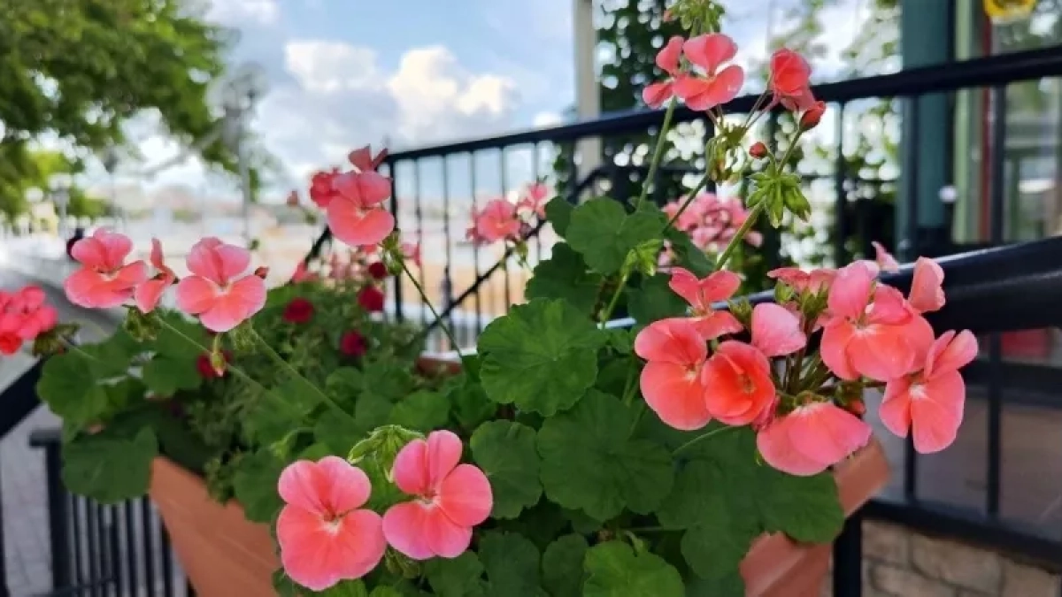 Герани в апреле — обязательно: 1 таблетку под корень — и пеларгония зацветет как никогда прежде