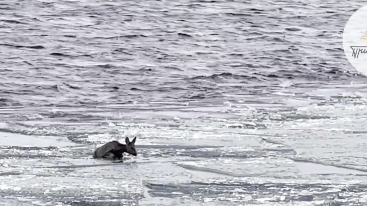 В Иркутской области беременную косулю вызволили из ледяной западни