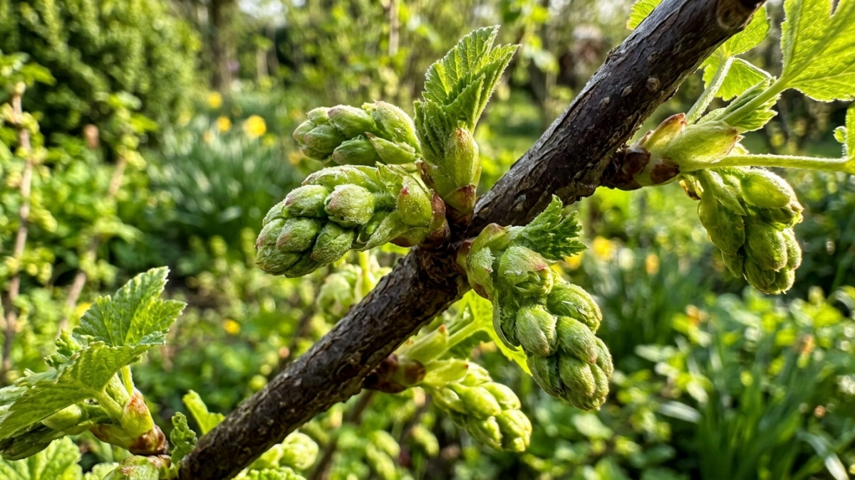 От почкового клеща на смородине — обязательно: обрабатываю кусты только этим способом — вредитель гибнет мгновенно