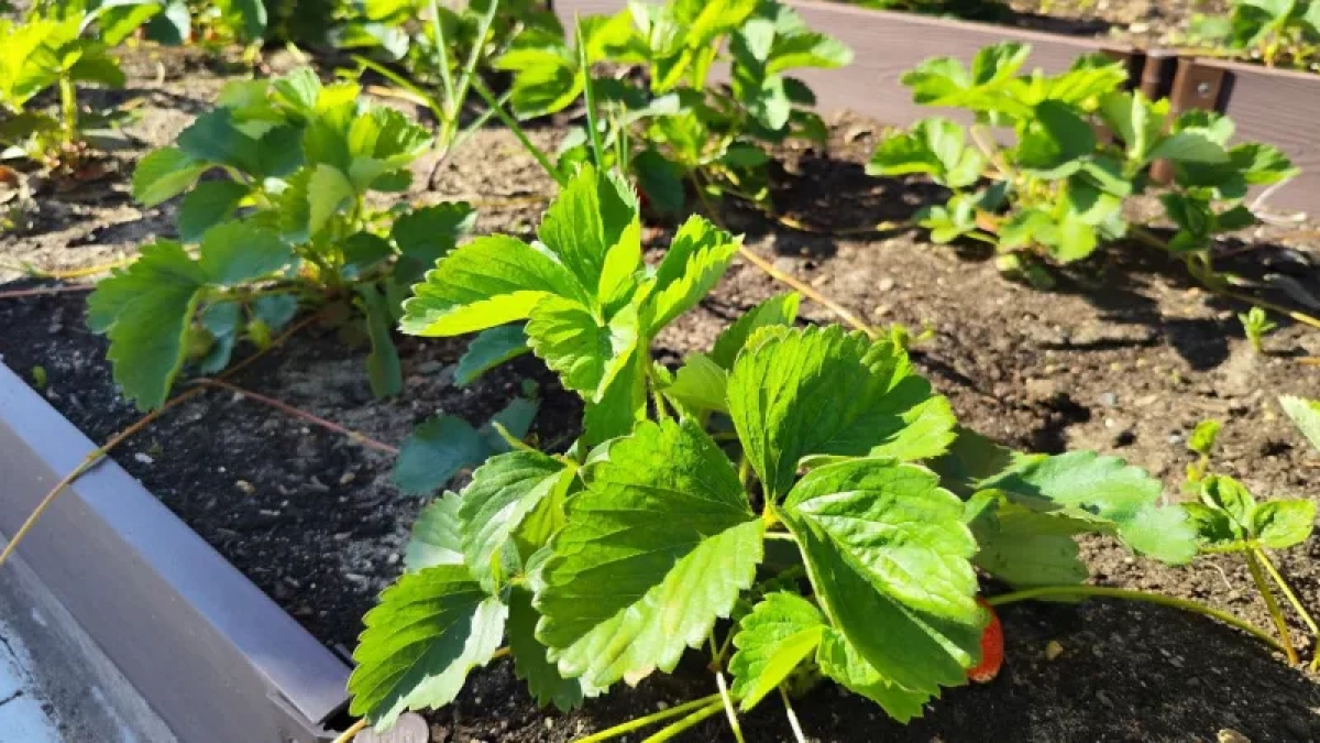 Наконец поняла, как ухаживать за клубникой весной: 3 шага — и каждый куст приносит по 1,5 кг