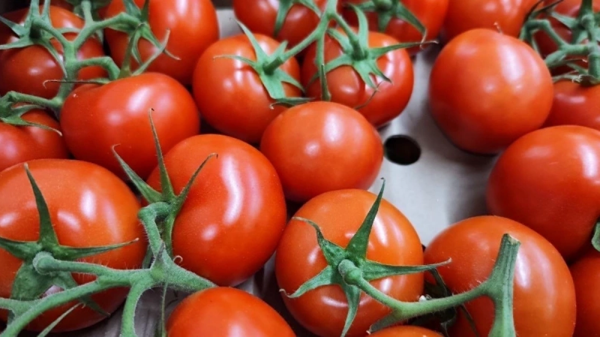 С трёх кустов — ванна томатов: этот приземистый гибрид успеет щедро осыпать все вокруг помидорами, даже в короткое лето