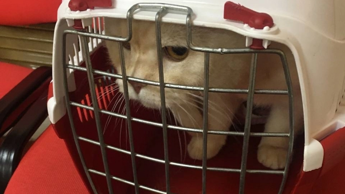 В Усолье-Сибирском ветеринары помогли коту с тяжелым дыханием