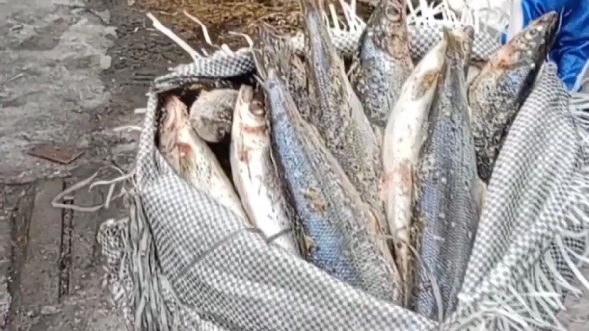 В Иркутской области у браконьеров изъяли омуля на 10 миллионов рублей