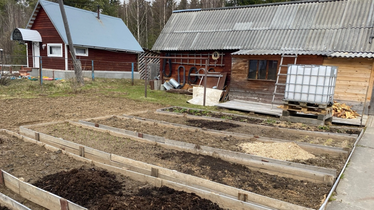 Лью весной на все грядки: 1 ложка на ведро воды. Все грядки ломятся от урожая, земля — как плодородный чернозем