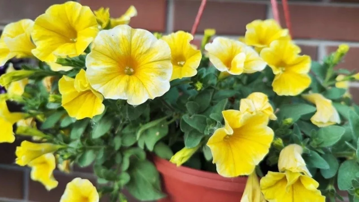 Не петуния и не бархатцы: этот элегантный многолетник превзойдет все в округе – клумба вспыхнет красотой