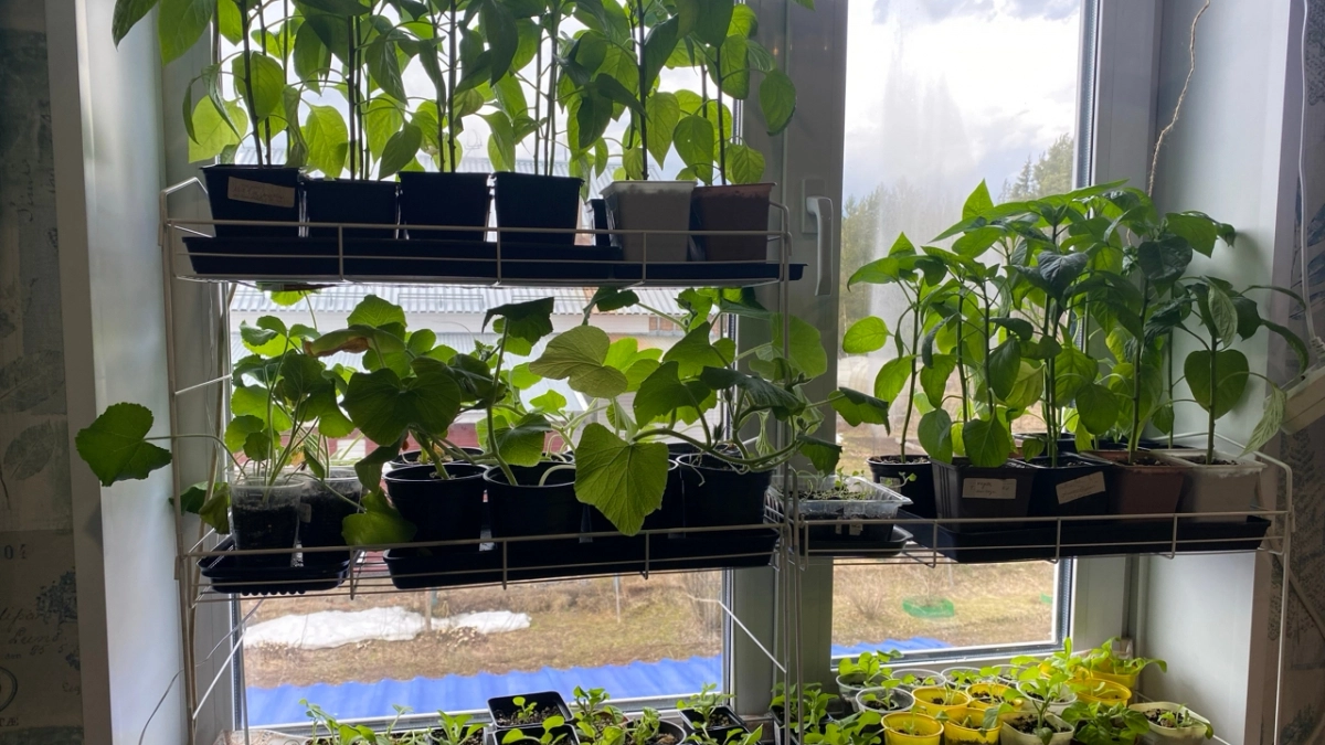 Томаты рванули в рост за 7 дней — и стебли толще пальца: просто добавила в удобрение то, что все выкидывают в мусор