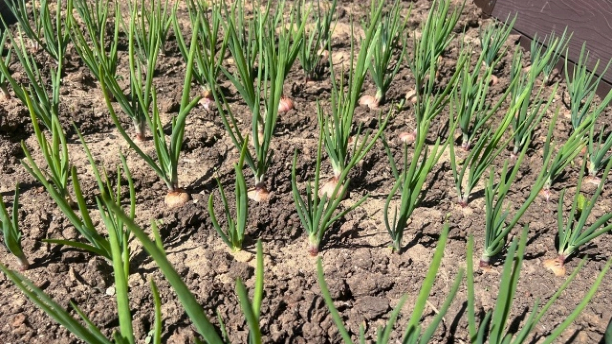 1 ложка соды перед посадкой — и лук вырастает размером с кулак: проверенный способ