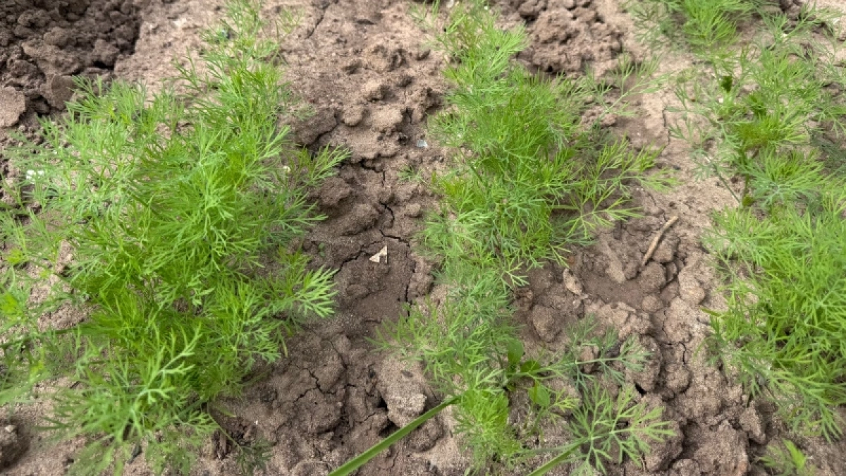 Укроп взойдет пышной щеткой и весь сезон будет кучерявый, без зонтиков — секрет моей бабушки