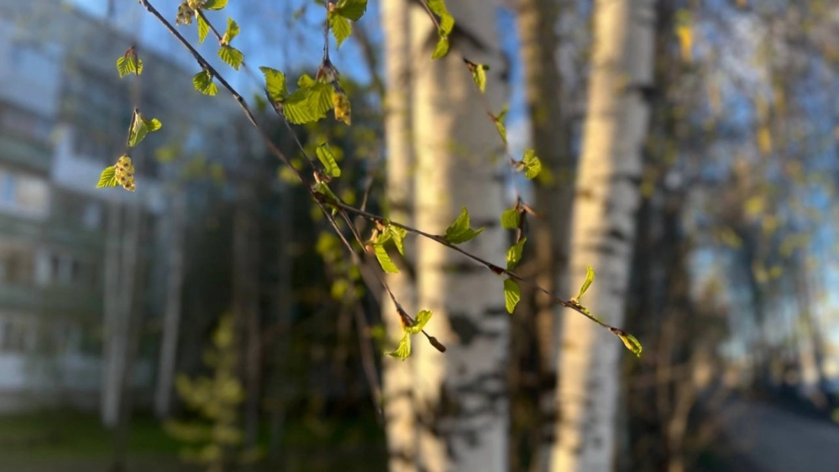 В Иркутской области потеплеет до +22 градусов: синоптики рассказали о погоде на 27 апреля