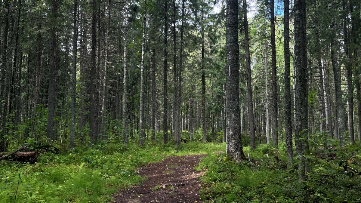 Прокуратура проверила леса в Усольском районе