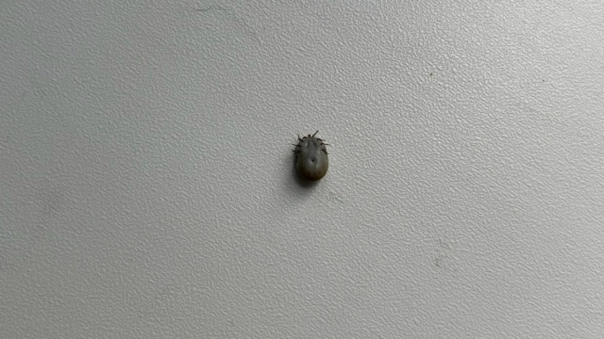 Роспотребнадзор зафиксировал всплеск укусов клещей в Иркутской области: за неделю зарегистрирован 91 пострадавший