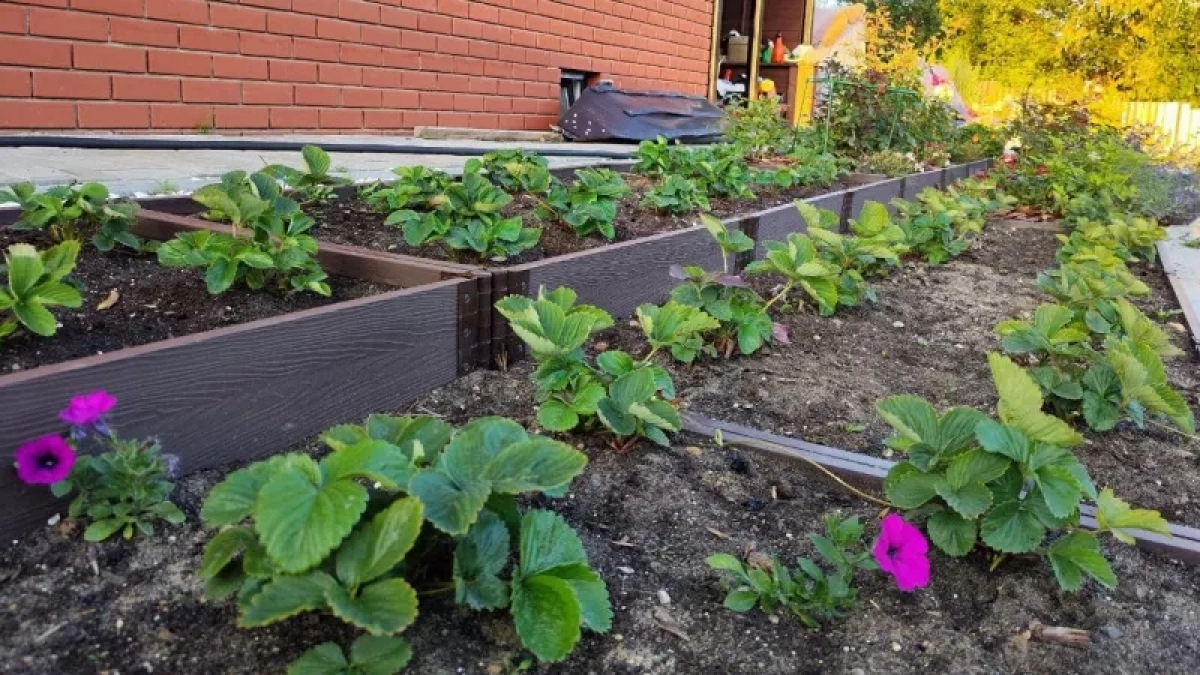 Добавляю в опрыскиватель всего 1 ложку средства — и клубнику не узнать: долгоносик удирает, сверкая пятками