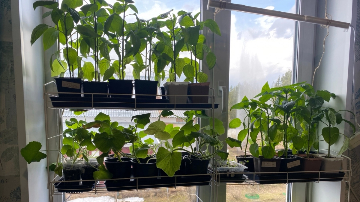 Окунаю корни при пикировке в глиняную болтушку с добавлением коровяка— и рассада не болеет даже в холодную погоду