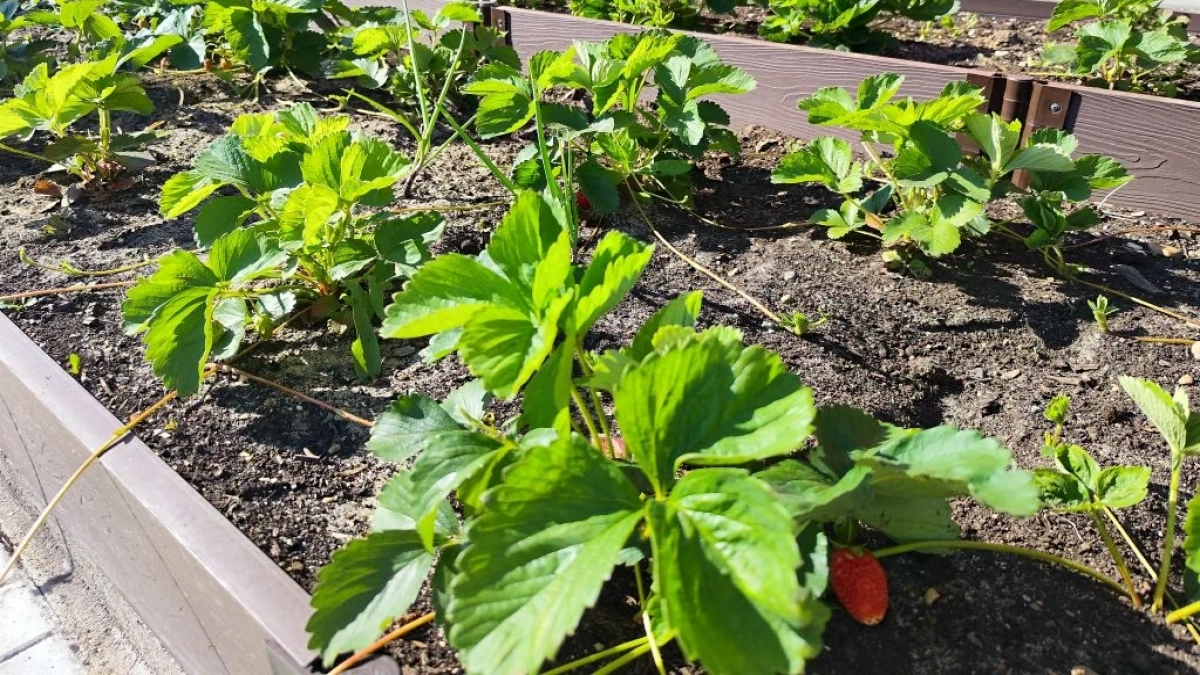 Клубника работает без выходных: 3 подкормки — и ягоды прут до самой осени