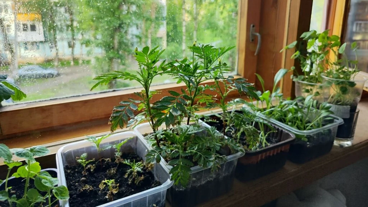 Дачники, 1 ложка и 0,5 таблетки для рассады в конце апреля — и она вырастет здоровой и сильной