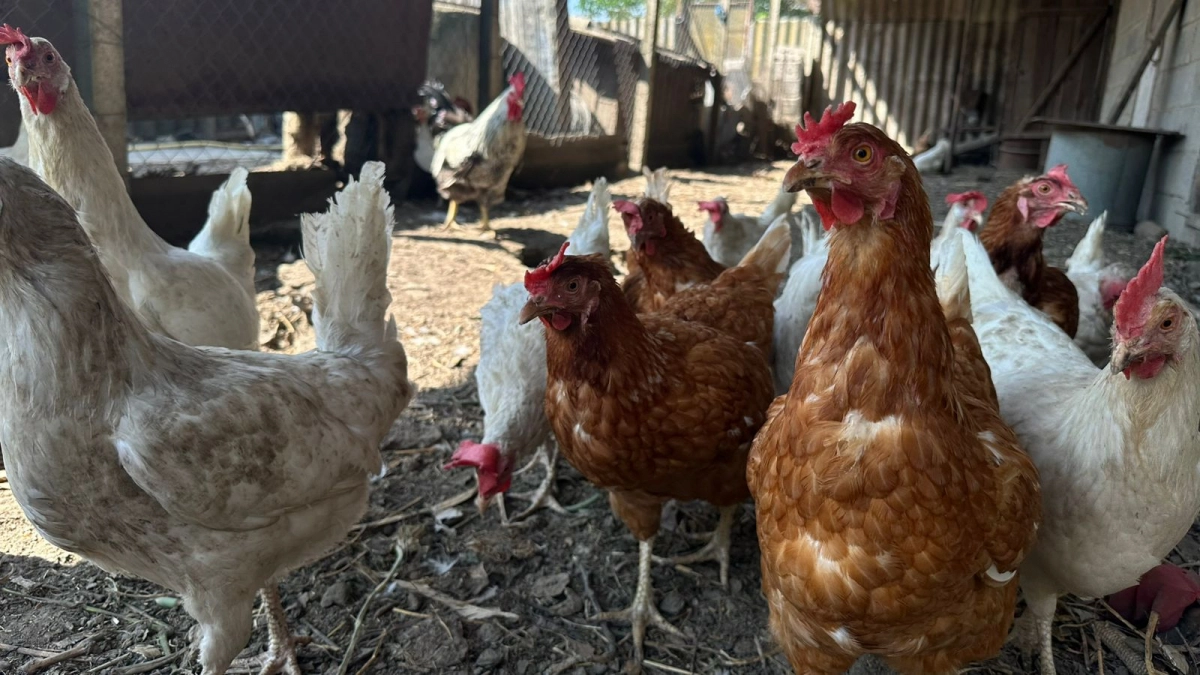 Куры уже не в тренде: почему в деревнях все чаще переходят на эту тихую и продуктивную птицу