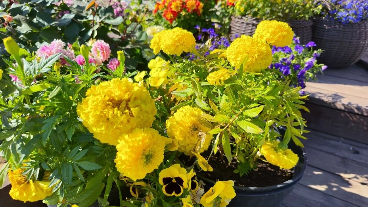 Не высаживайте бархатцы где попало: 4 места на участке, где яркие цветы становятся врагами урожая