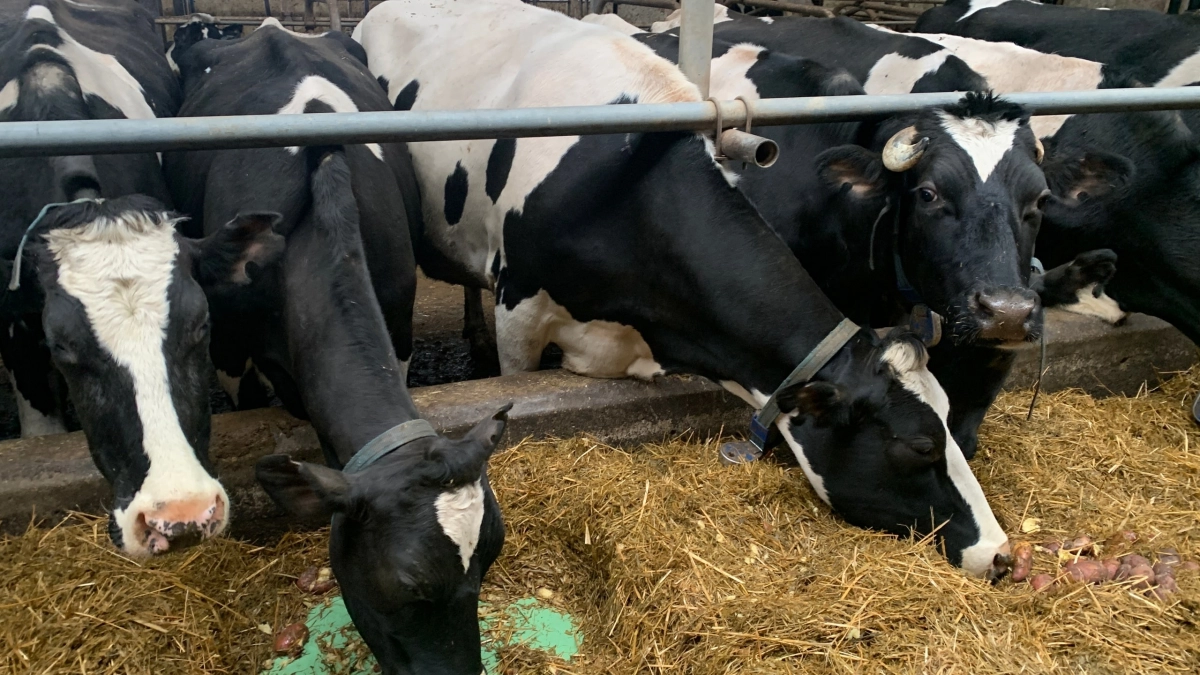 В Иркутской области инспекторы 8 раз остановили фуру с коровами без документов