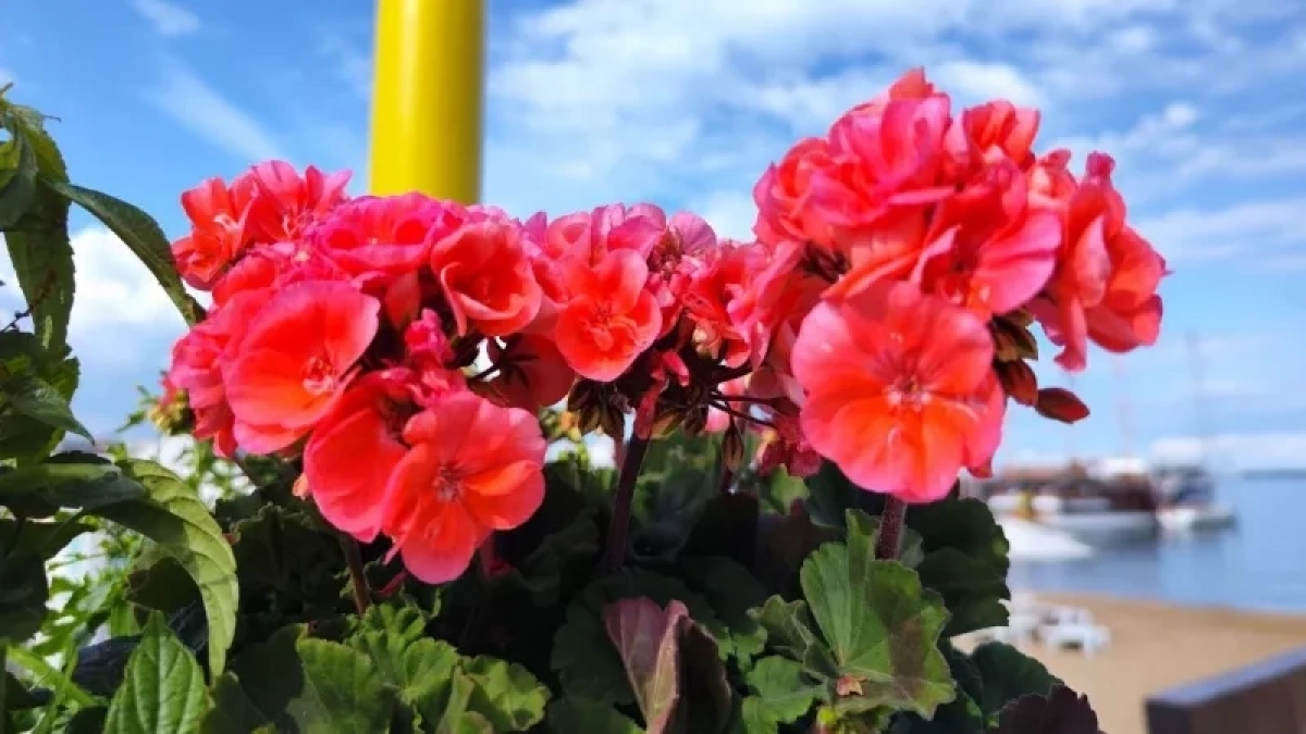 Дивный многолетник из серии "посадил и забыл": красивый, неприхотливый, цветет ярко и пышно весь сезон