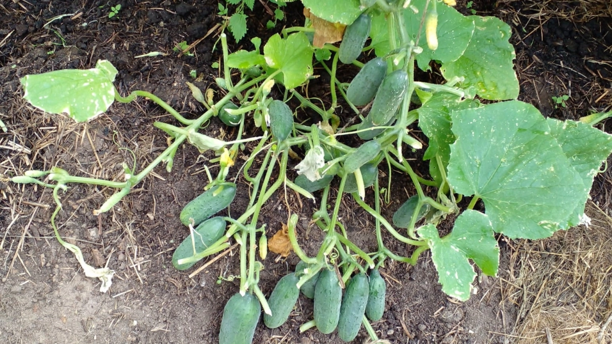 1 мл. в стакан - и на семена: огурцы взойдут уже на 2 день - классный способ замачивания от агронома