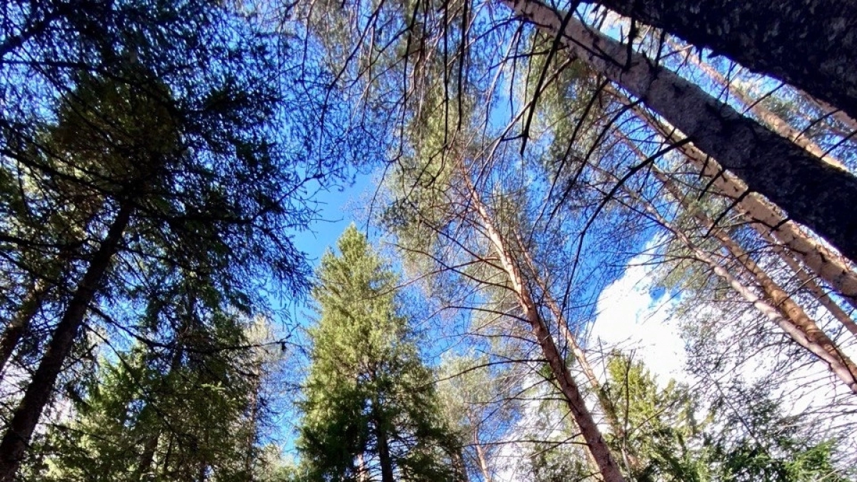 В Иркутской области загрязнение воздуха пошло на спад