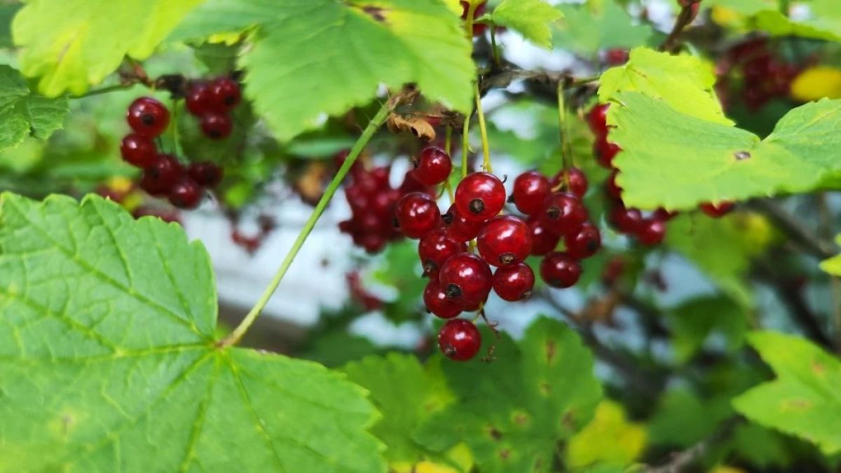 Чем подкормить смородину весной: моя схема на 3 этапа и куст с богатым урожаем