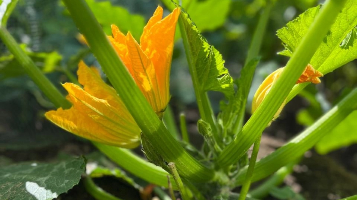 Сыплю всего 2 г на ведро: плоды кабачков больше не гниют, завязей - как песка на пляже 