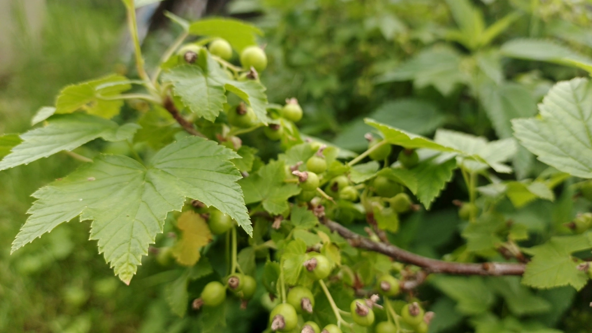 1 ст. л. в воду во время бутонизации— каждый цветочек смородины радует морем крупных сладких и сочных ягод