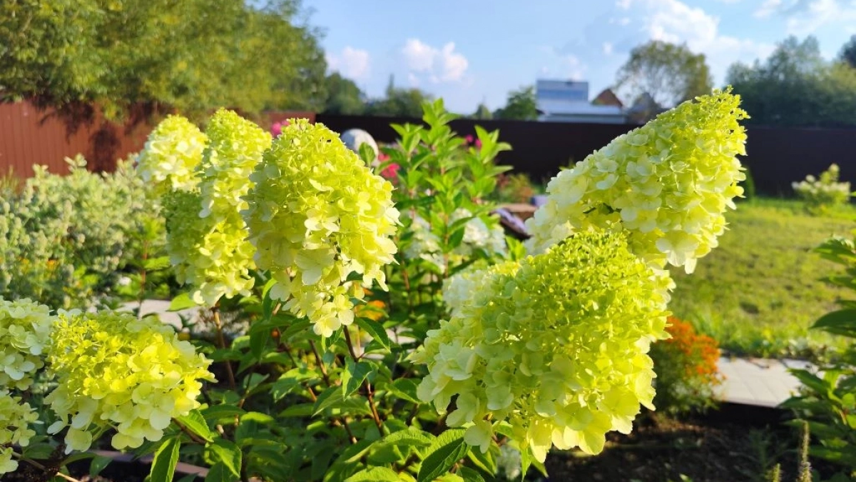 Для огромных шапок гортензии — обязательно: кинула "мусор" под куст — не болеет и пестрит до октября