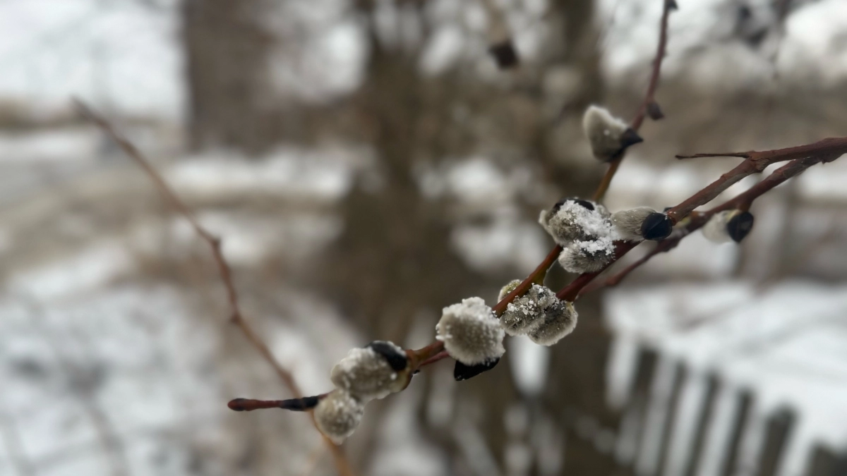 Мокрый снег и ветер: синоптики Иркутской области рассказали о погоде 30 апреля