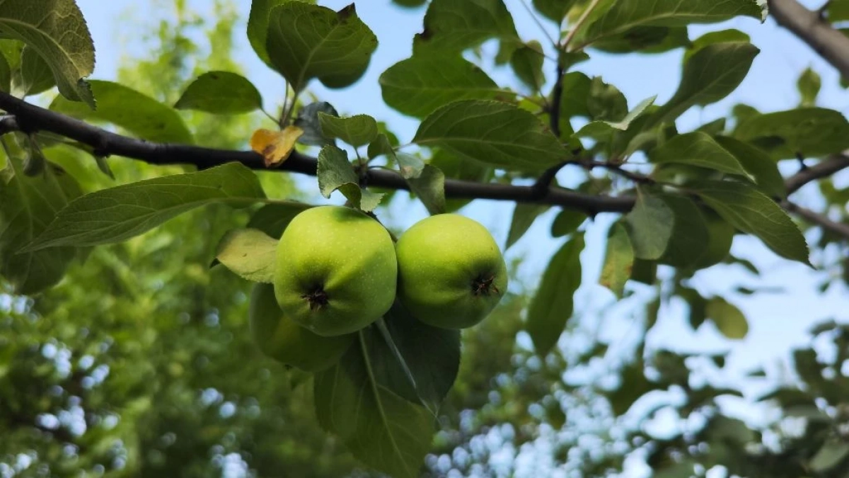 Высаживаем вокруг яблони — и деревья как подменили: тля обходит их стороной, а плоды завязываются наперегонки