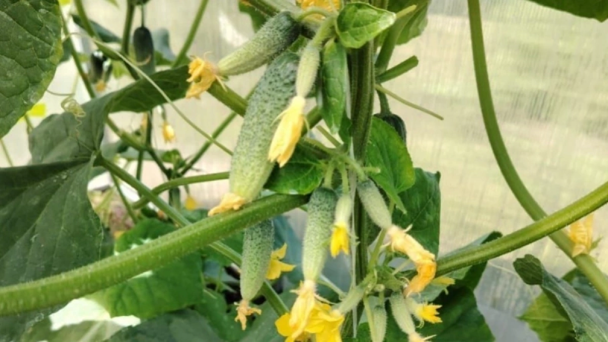 Высаживаю огурцы строго на Оленин день — густота плетей как в лесу, а урожай собираю ведрами