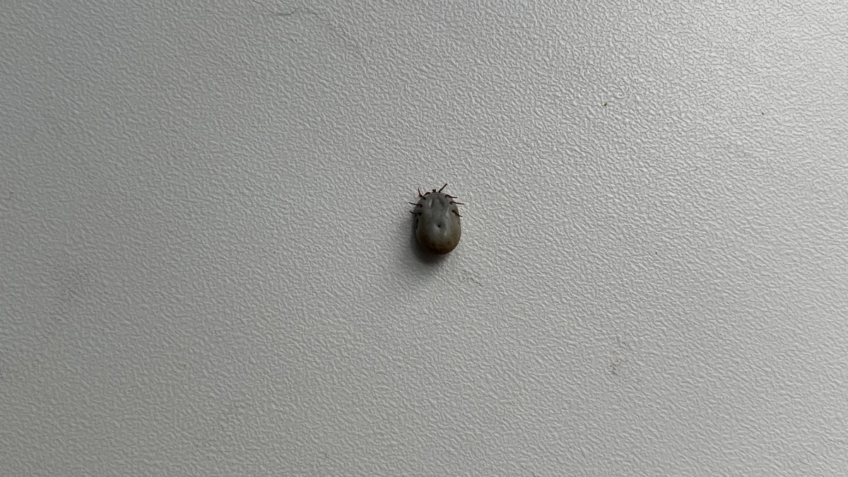 В Иркутской области клещи покусали больше 500 жителей