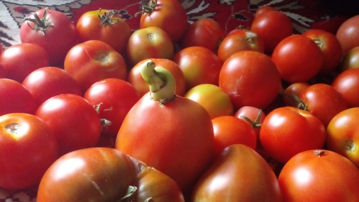 Сплошное помидорное мясо, на вкус чистый мед и ни грамма кислинки - эти 4 сорта томатов, которые стали фаворитами грядок 