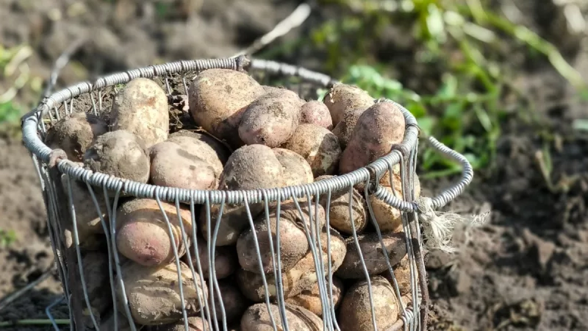 Разрезаю клубни перед посадкой картофеля уже много лет: 4 шага подготовки — и куст приносит до 15 штук без мелочи
