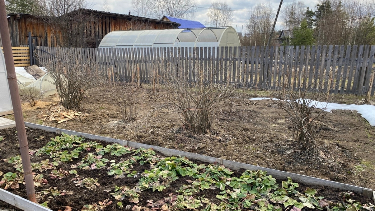 Сыпьте весной на все грядки и под все кусты: 1 ложка этого удобрения заменяет тысячу подкормок — работает без химии