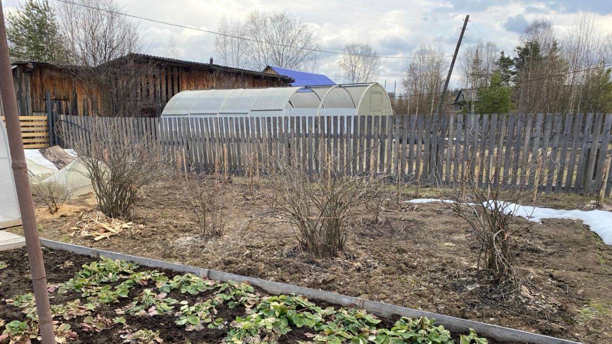 Секундное дело, а урожай в 3 раза больше: чем опрыскать смородину, вишню, сливу и малину, когда лопнули почки — рабочий рецепт