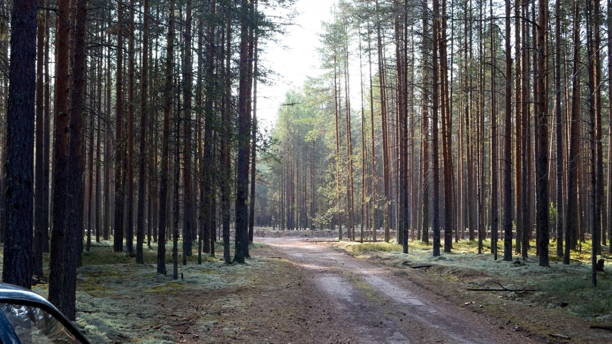 На севере Иркутской области усиливают группировку лесных пожарных