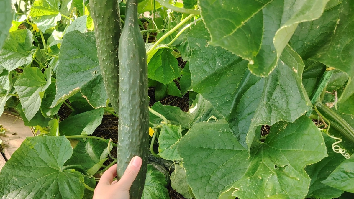 Лью огурцам в лунку «вкусняшку» из 3-х ингредиентов, и они идут в рост уже через 5 дней