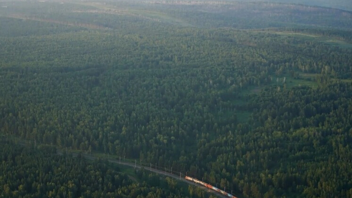 Лесные доходы Иркутской области превысили плановые значения