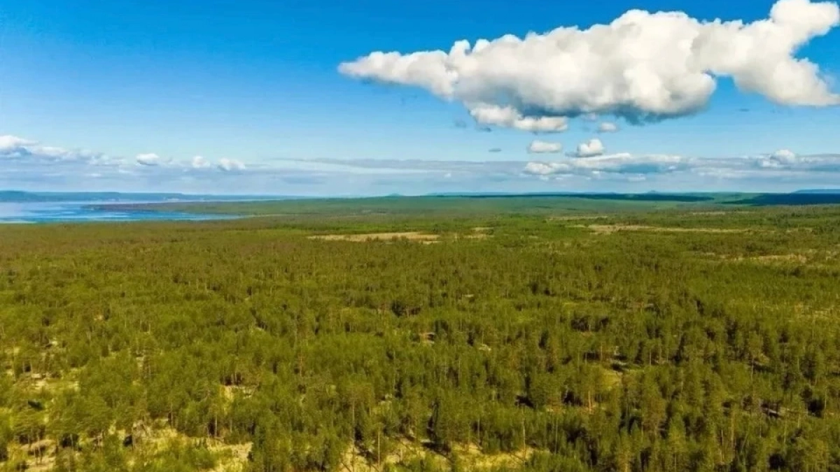 В Иркутской области вокруг Игирминского соснового бора установили охранную зону