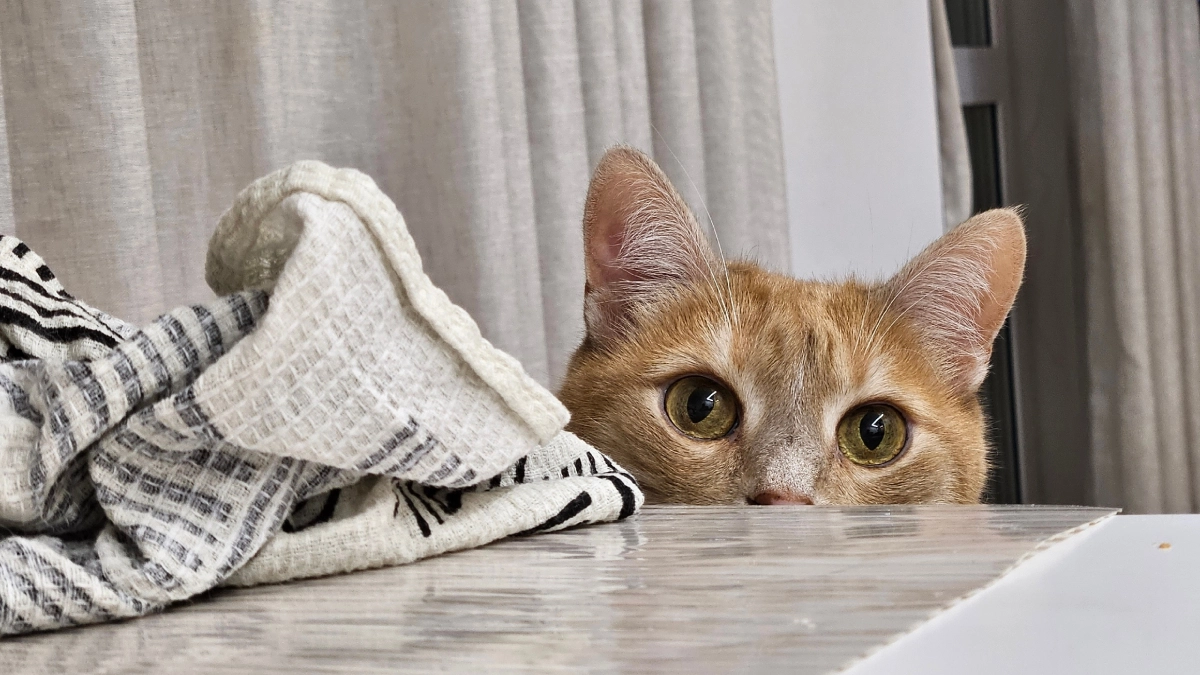 Кошка узнаёт вас вовсе не по лицу: 4 сигнала, по которым она вычисляет хозяина ещё в коридоре и даже в темноте